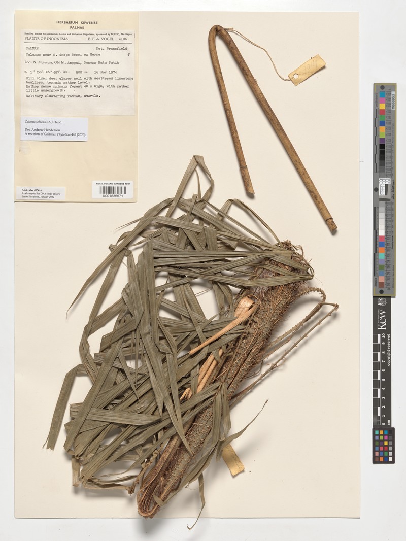 Calamus obiensis