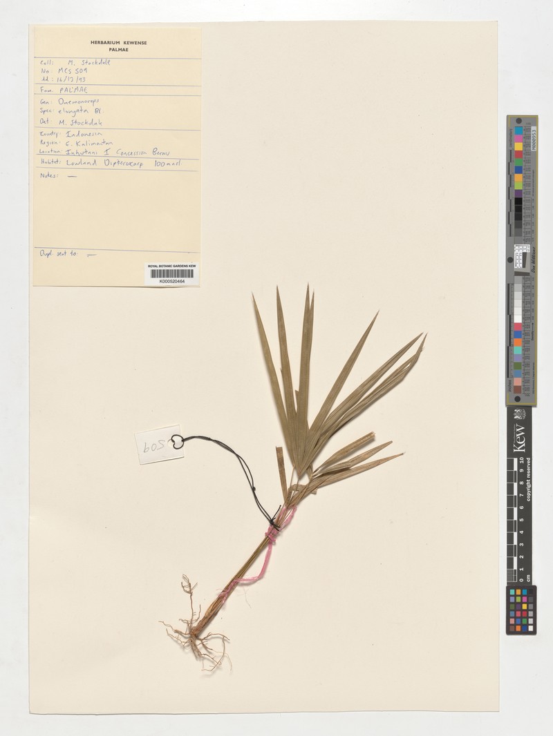 Calamus oblongus subsp. elongatus