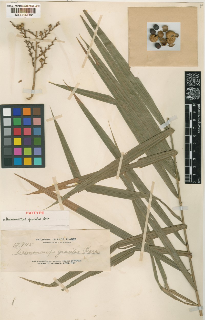 Calamus oblongus subsp. gracilis photo 4