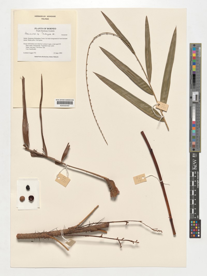Calamus oblongus subsp. irregularis photo 2