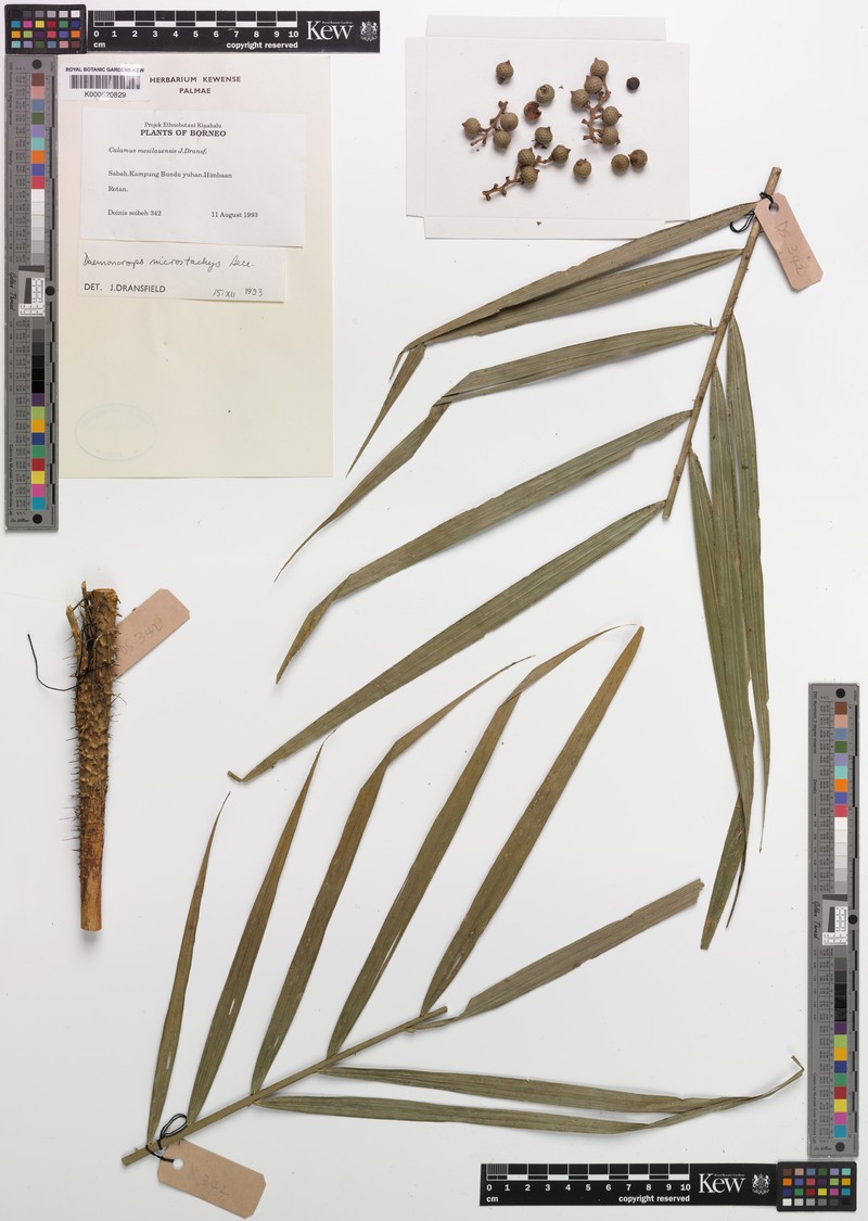 Calamus oblongus subsp. irregularis photo 4