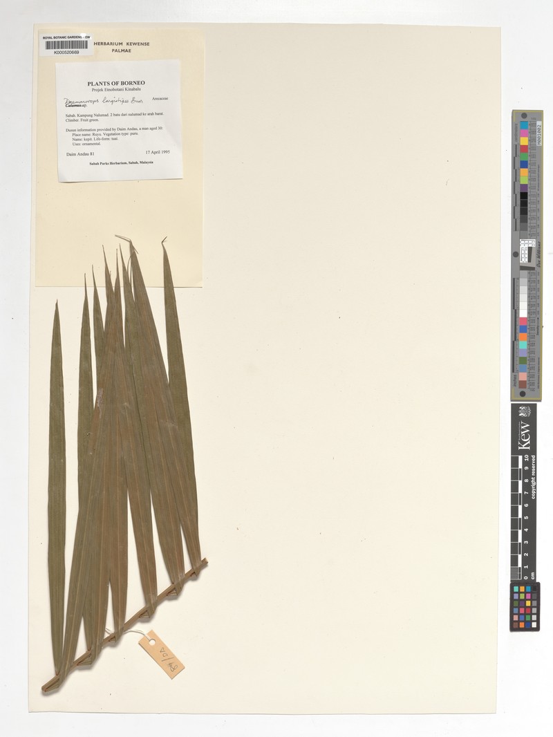 Calamus oblongus subsp. longistipes