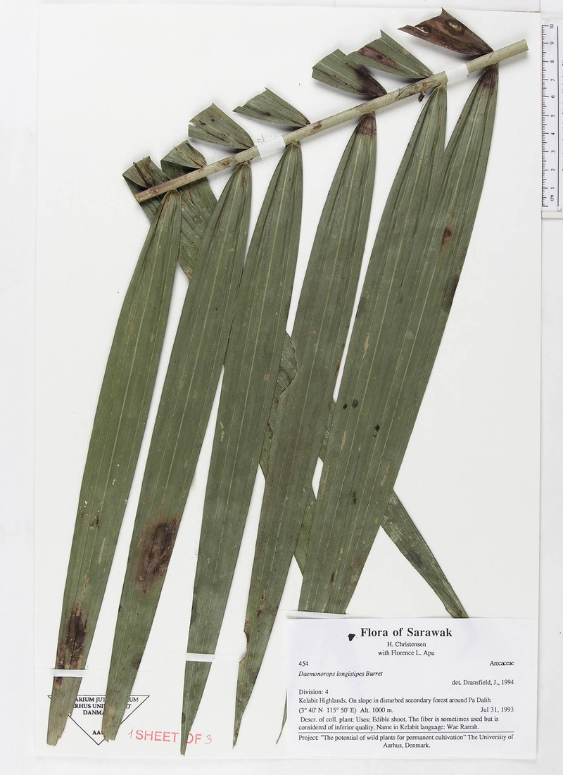 Calamus oblongus subsp. longistipes photo 2