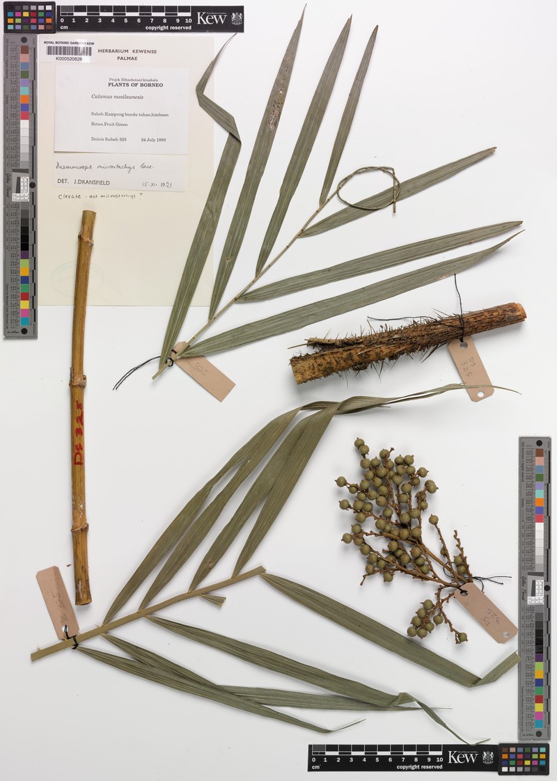 Calamus oblongus subsp. longistipes photo 3