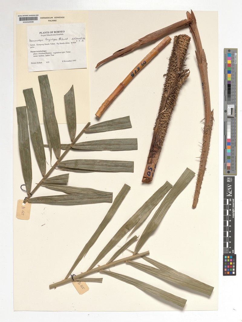 Calamus oblongus subsp. longistipes photo 4