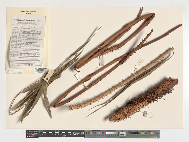 Calamus oblongus subsp. mollis photo 3