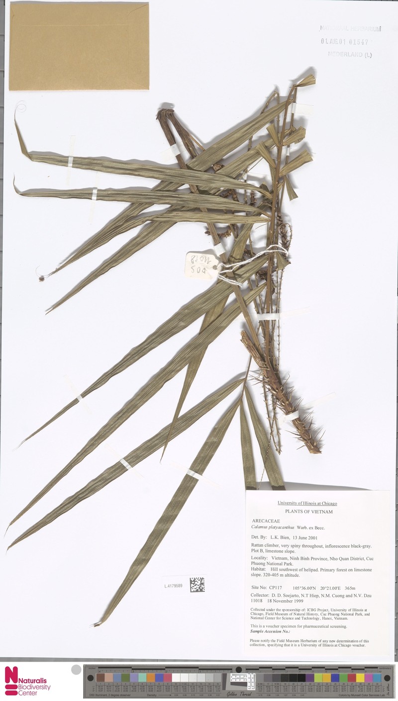 Calamus oblongus subsp. oblongus