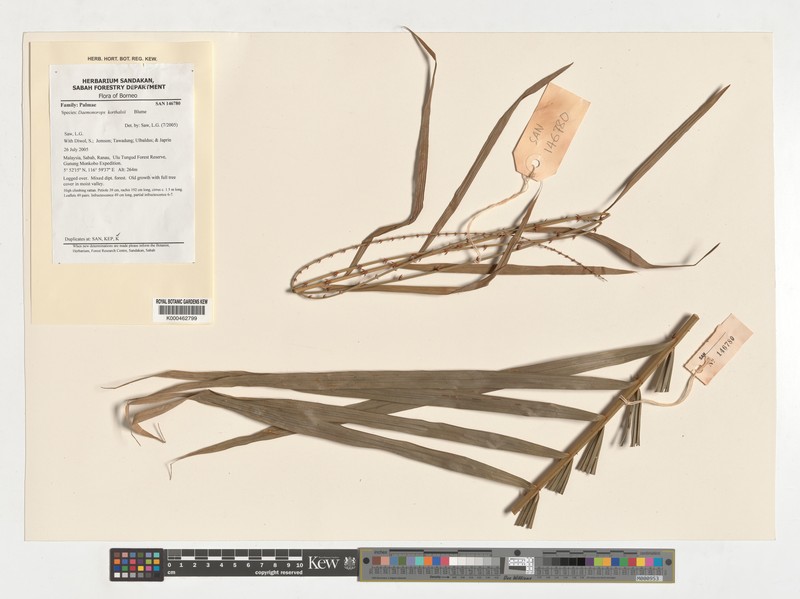 Calamus oblongus subsp. similaris