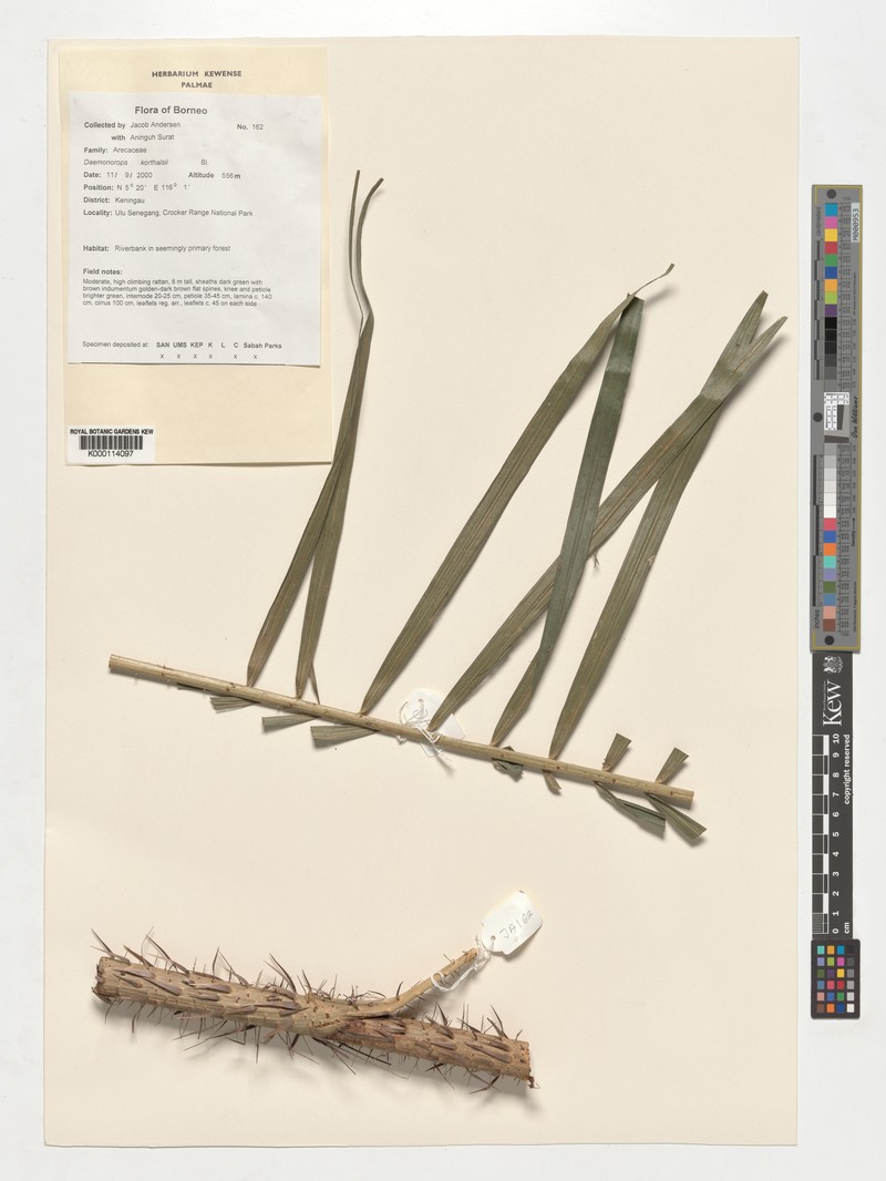 Calamus oblongus subsp. similaris photo 3