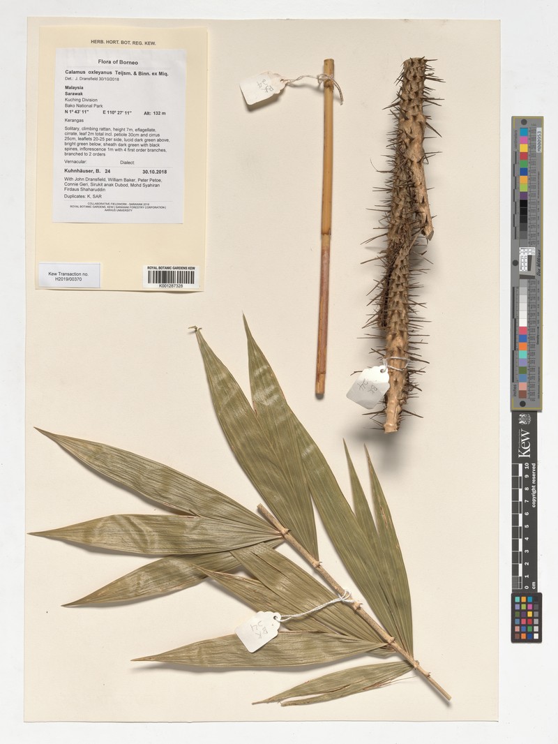 Calamus oxleyoides