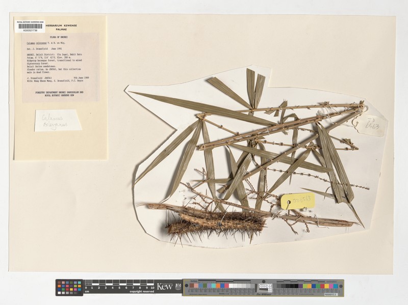 Calamus oxleyoides photo 3