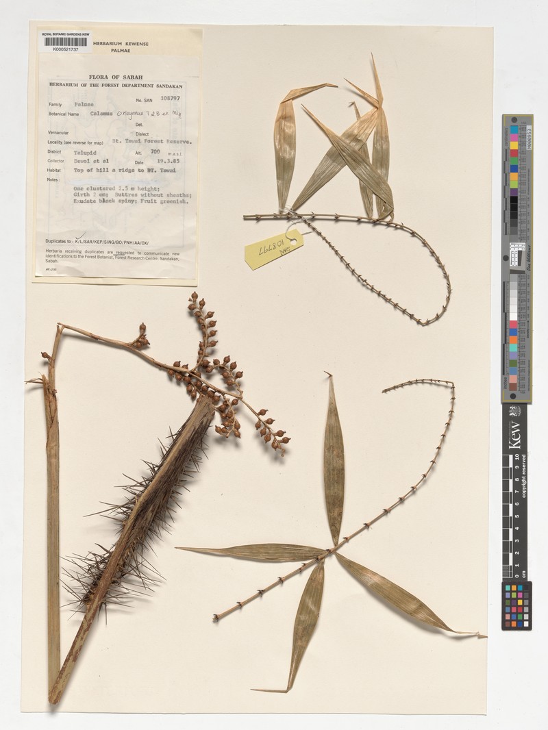 Calamus oxleyoides photo 4