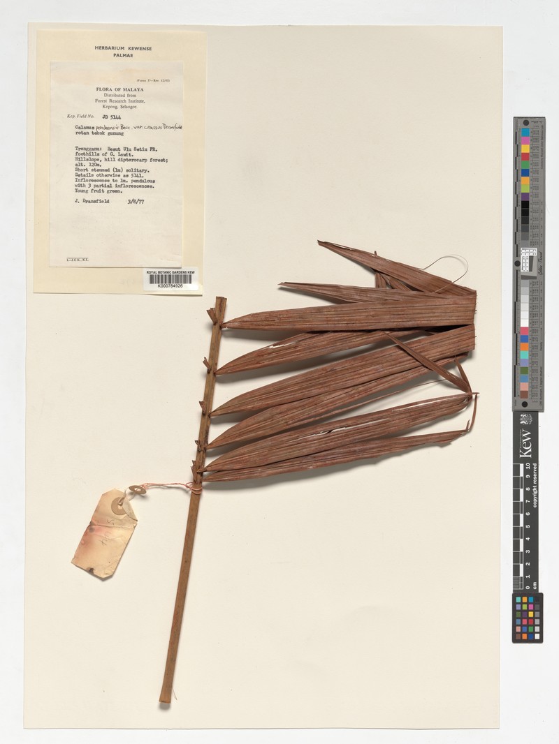 Calamus perakensis subsp. crassus photo 3