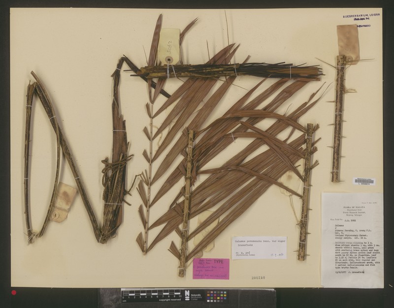 Calamus perakensis subsp. niger