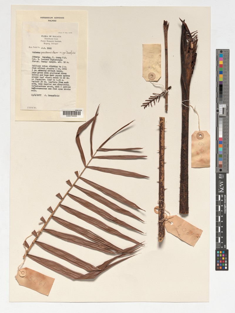 Calamus perakensis subsp. niger photo 3