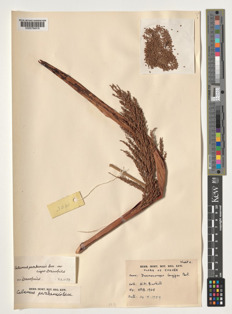 Calamus perakensis subsp. niger photo 4