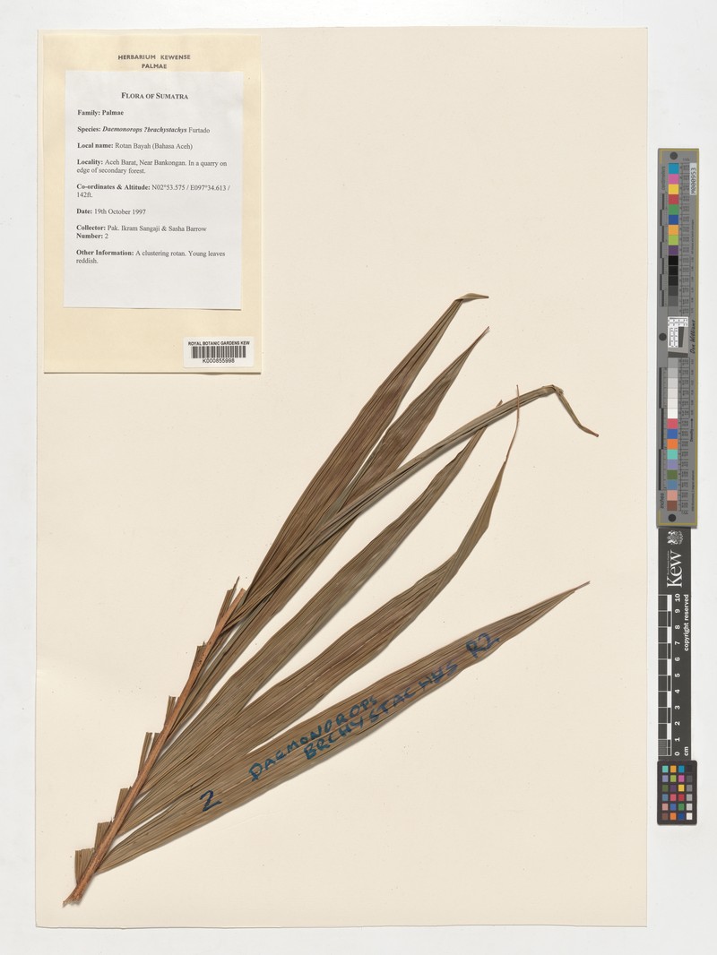 Calamus propinquus