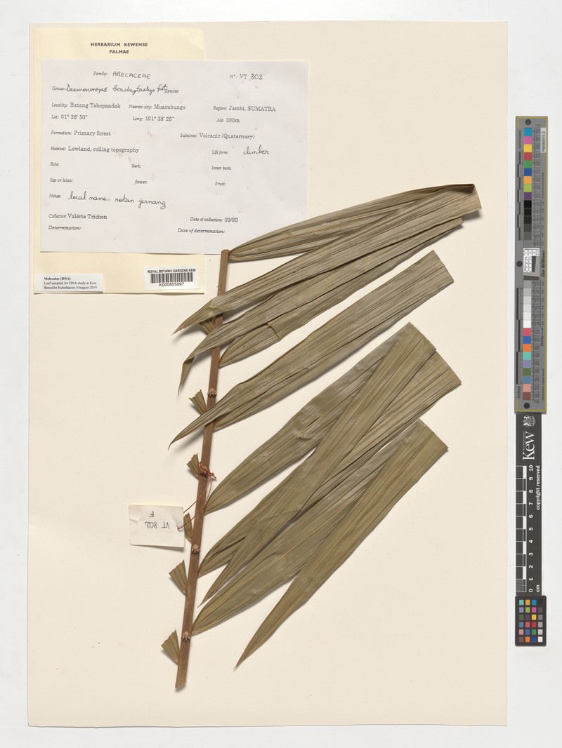 Calamus propinquus photo 2