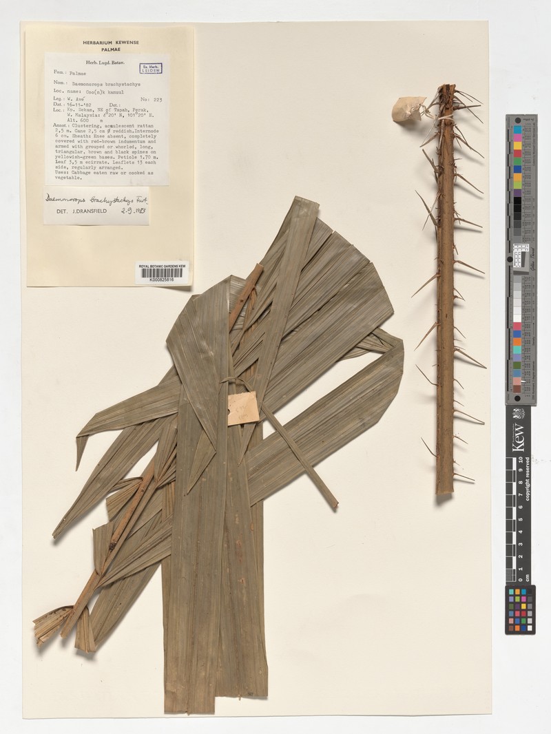 Calamus propinquus photo 3