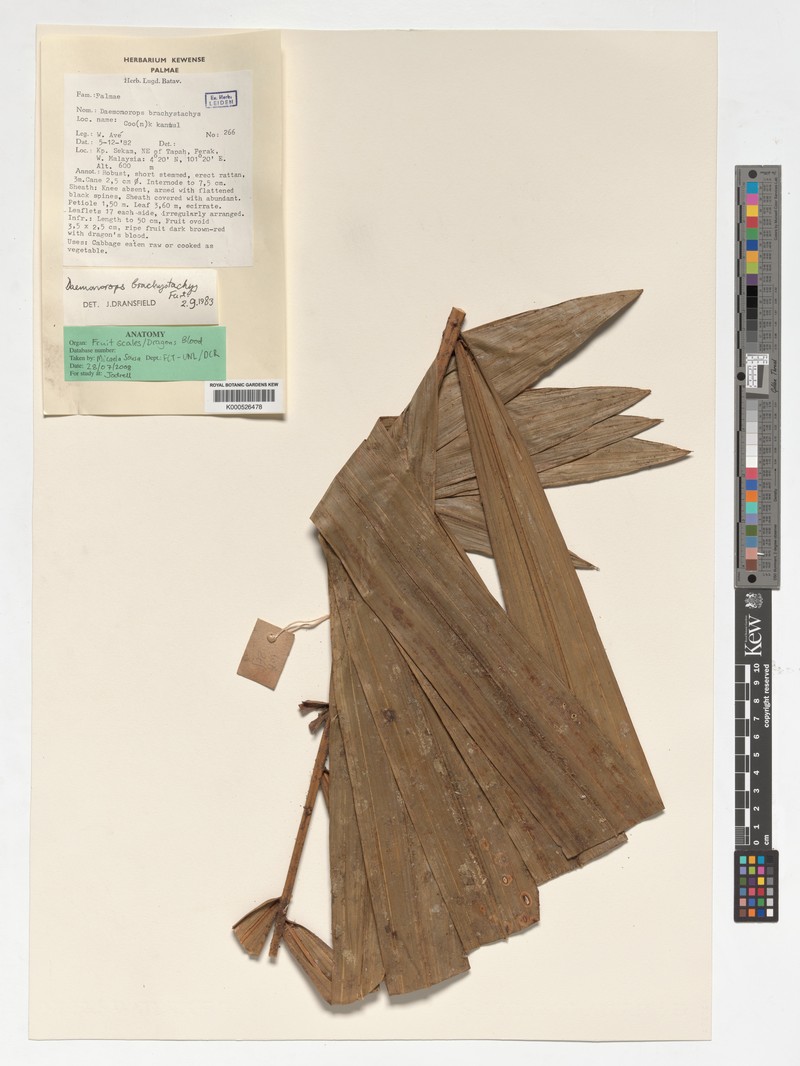 Calamus propinquus photo 4