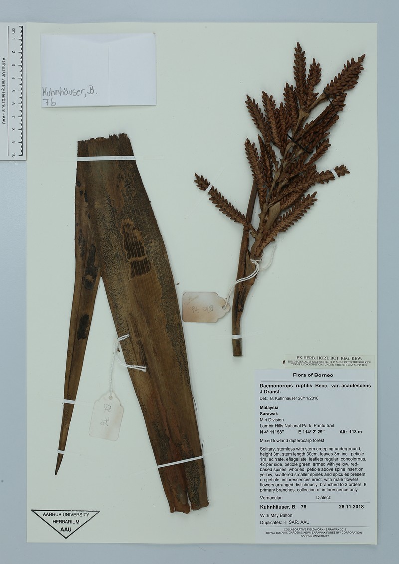 Calamus ruptiloides