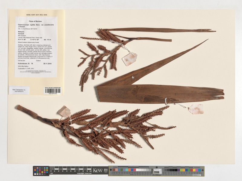 Calamus ruptiloides photo 2