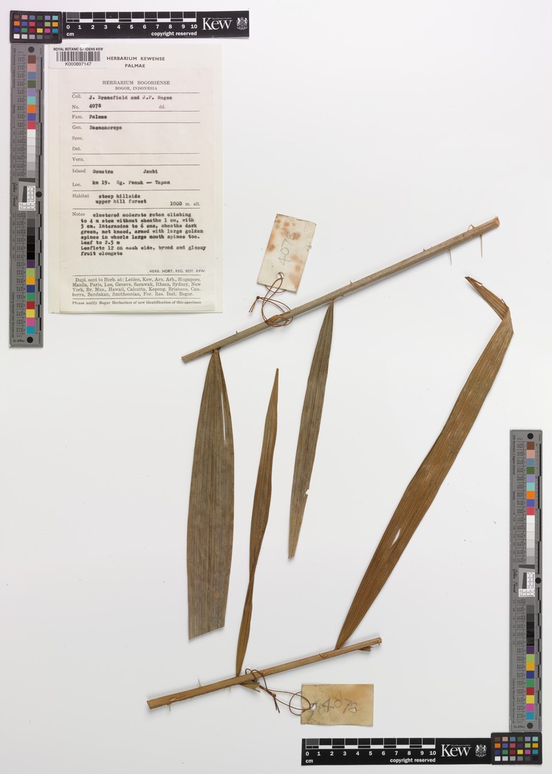 Calamus tapanensis