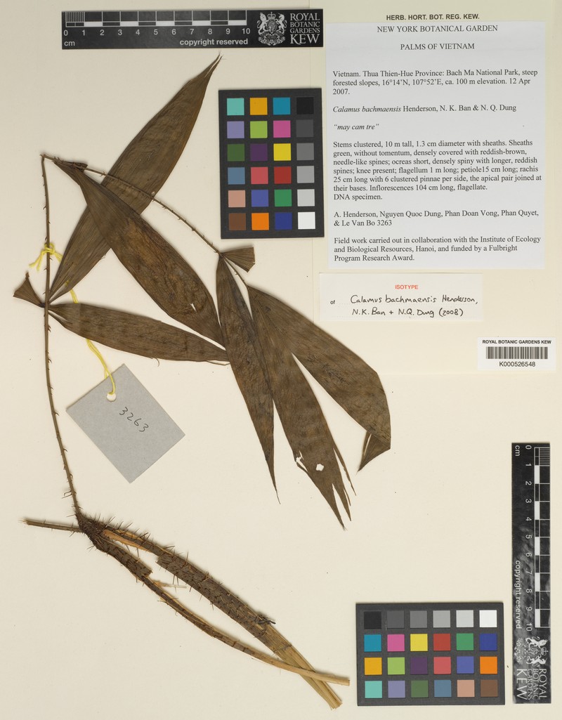 Calamus tetradactyloides subsp. bachmaensis