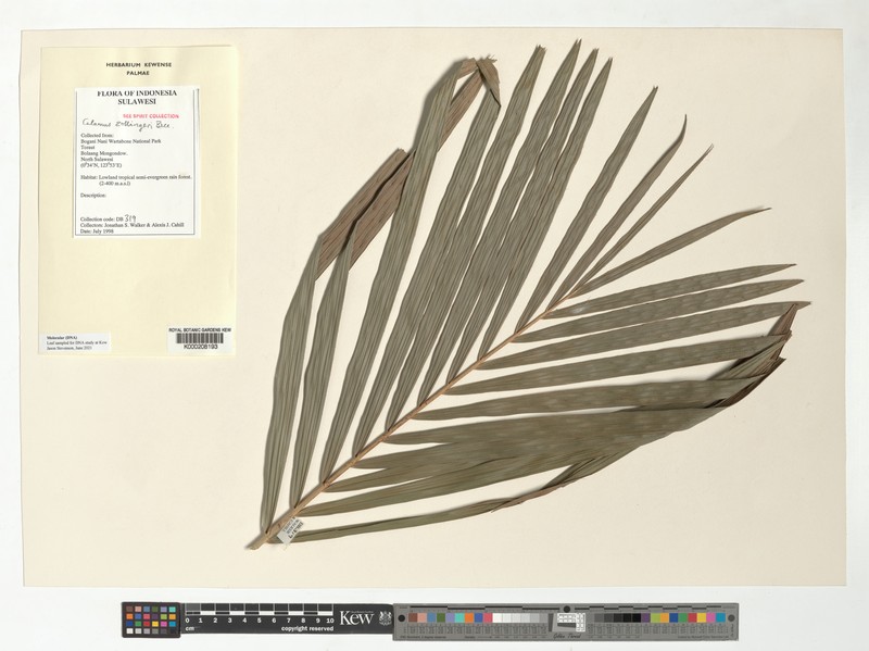 Calamus zollingeri subsp. zollingeri