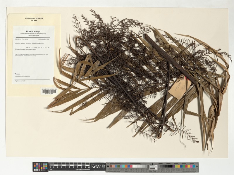 Calamus zonatus subsp. corneri