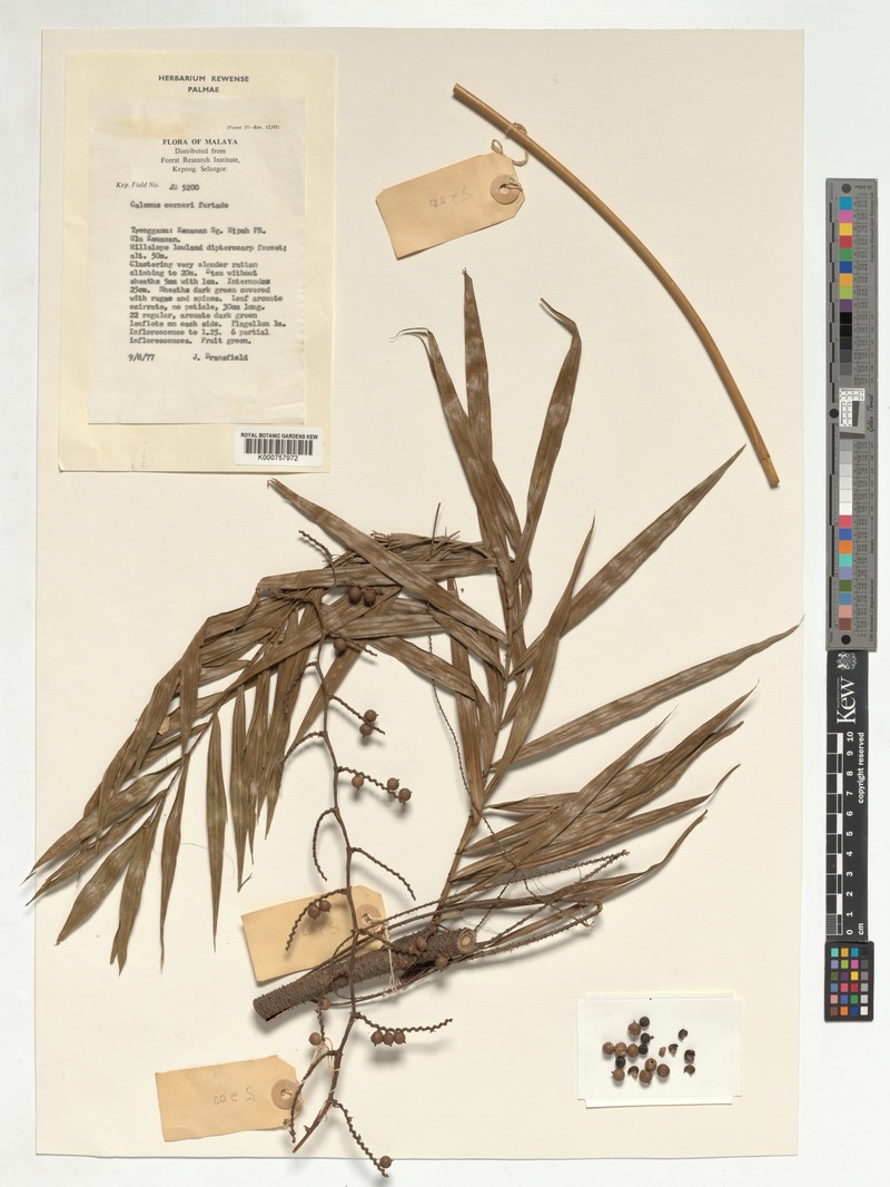 Calamus zonatus subsp. corneri photo 2