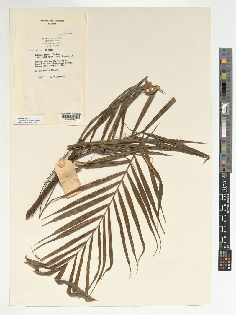Calamus zonatus subsp. corneri photo 3