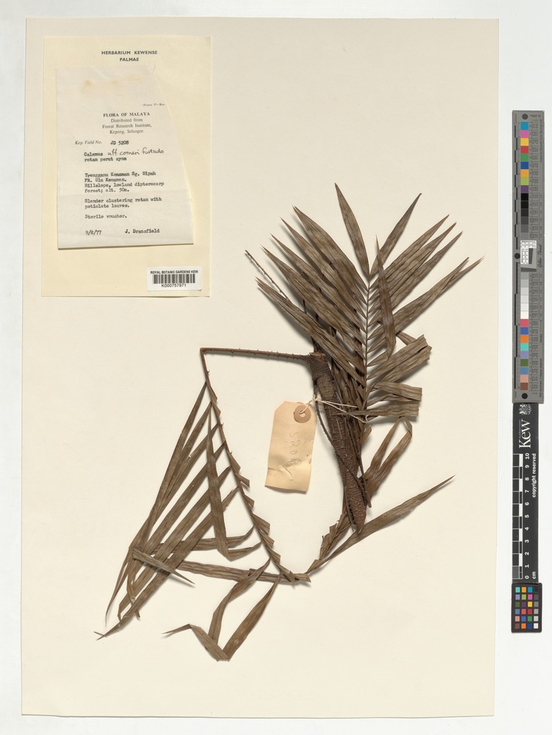 Calamus zonatus subsp. corneri photo 4