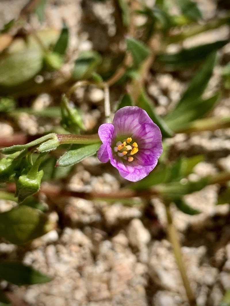 Brewer's Redmaids photo 5