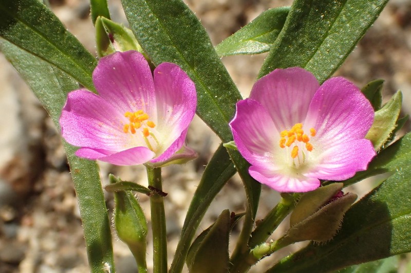 Brewer's Redmaids photo 6