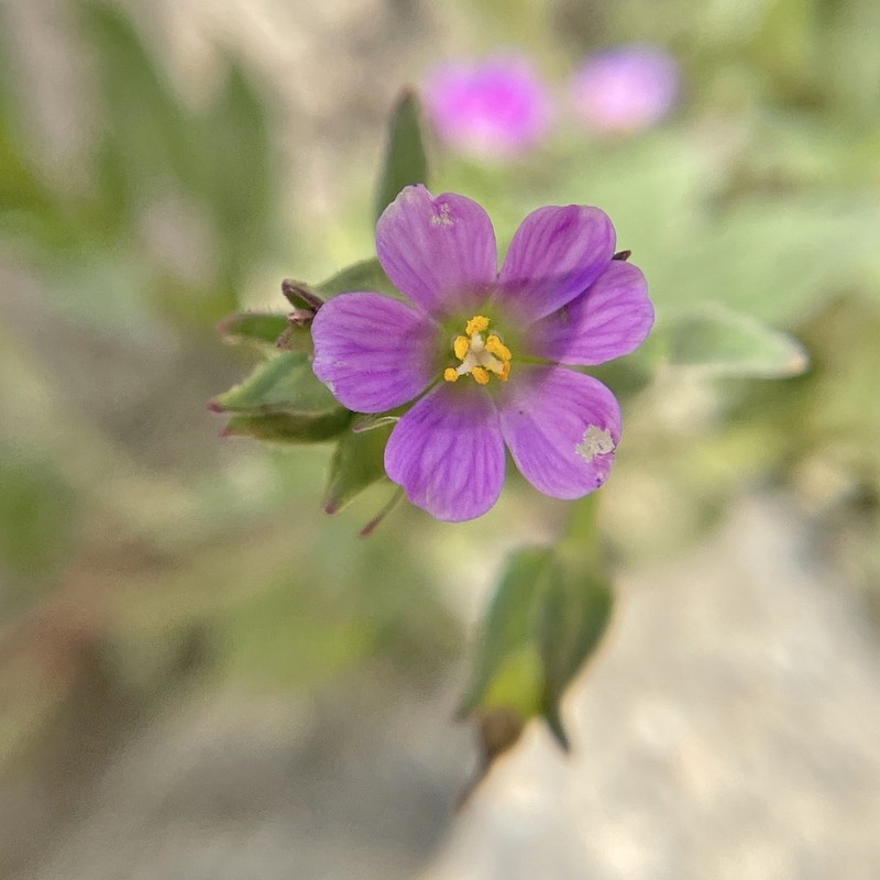 Brewer's Redmaids photo 7