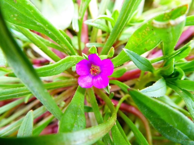 Fringed Redmaids photo 6