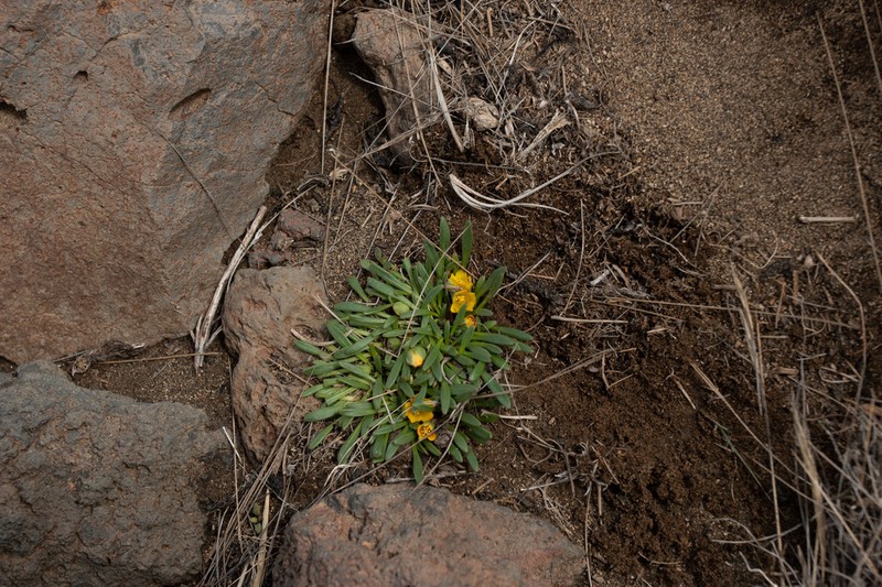 Calandrinia ranunculina photo 2