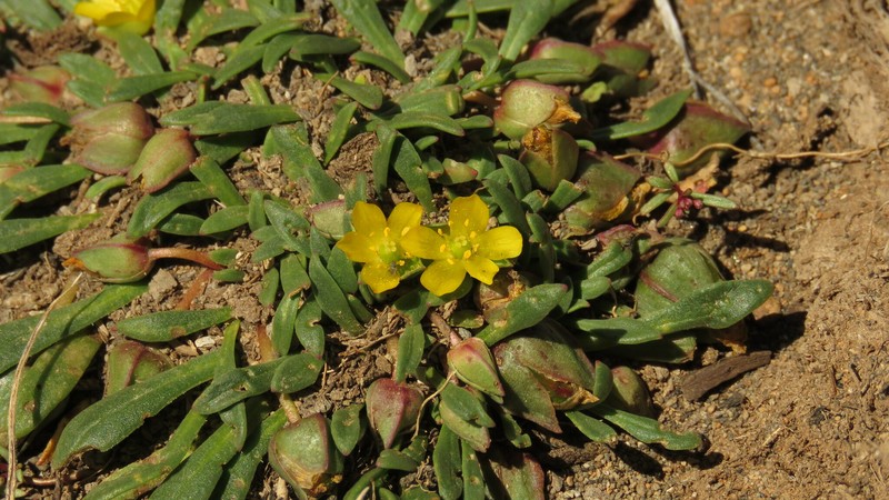 Calandrinia ranunculina photo 3