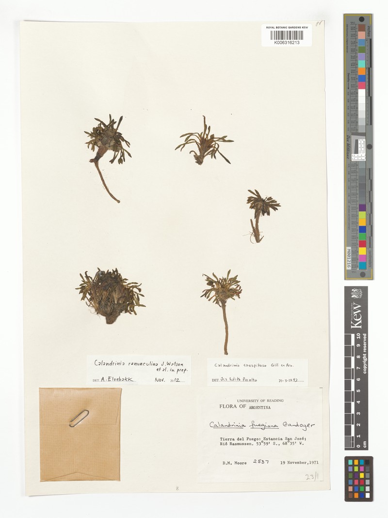 Calandrinia ranunculina photo 5