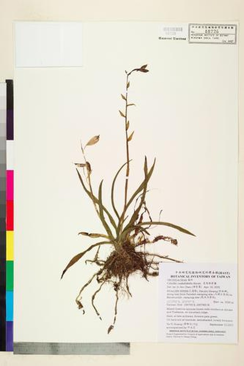 Calanthe arcuata subsp. caudatilabella photo 2