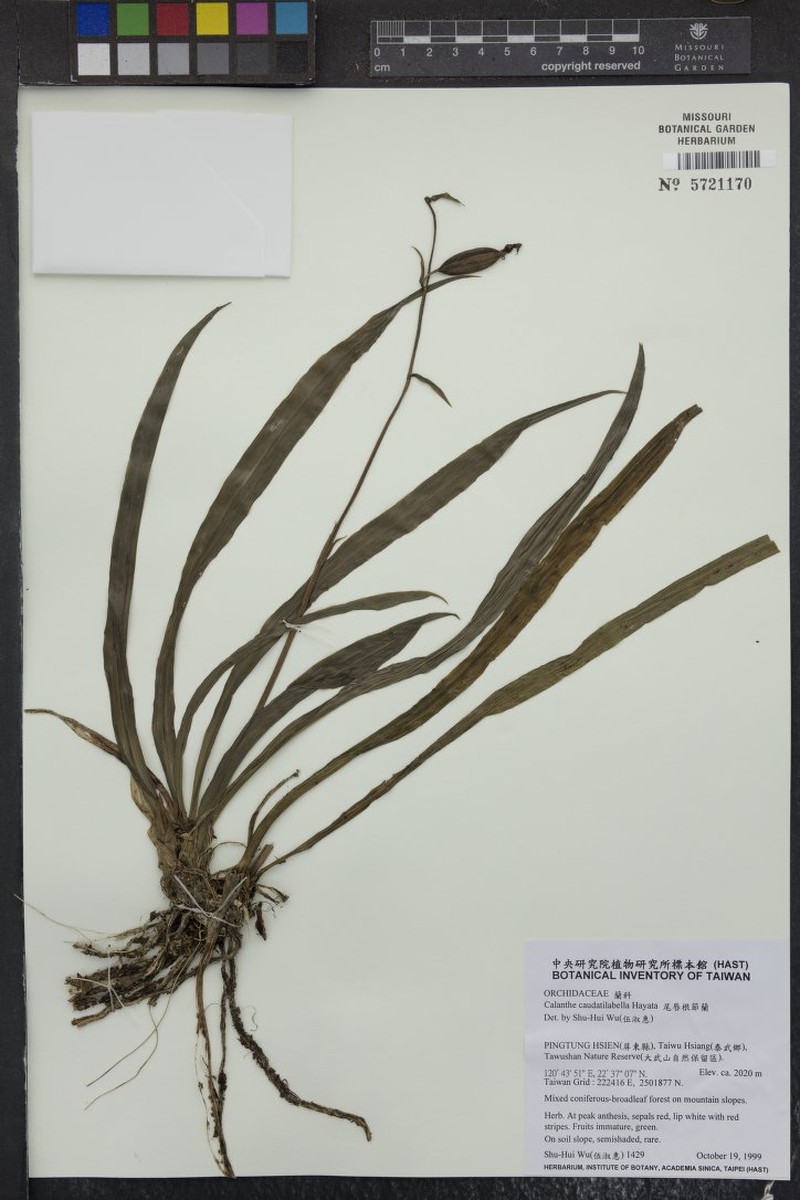 Calanthe arcuata subsp. caudatilabella photo 3
