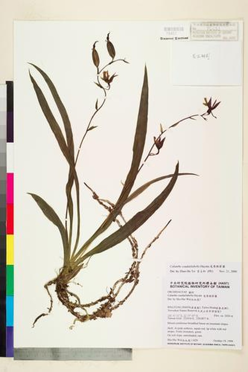 Calanthe arcuata subsp. caudatilabella photo 4