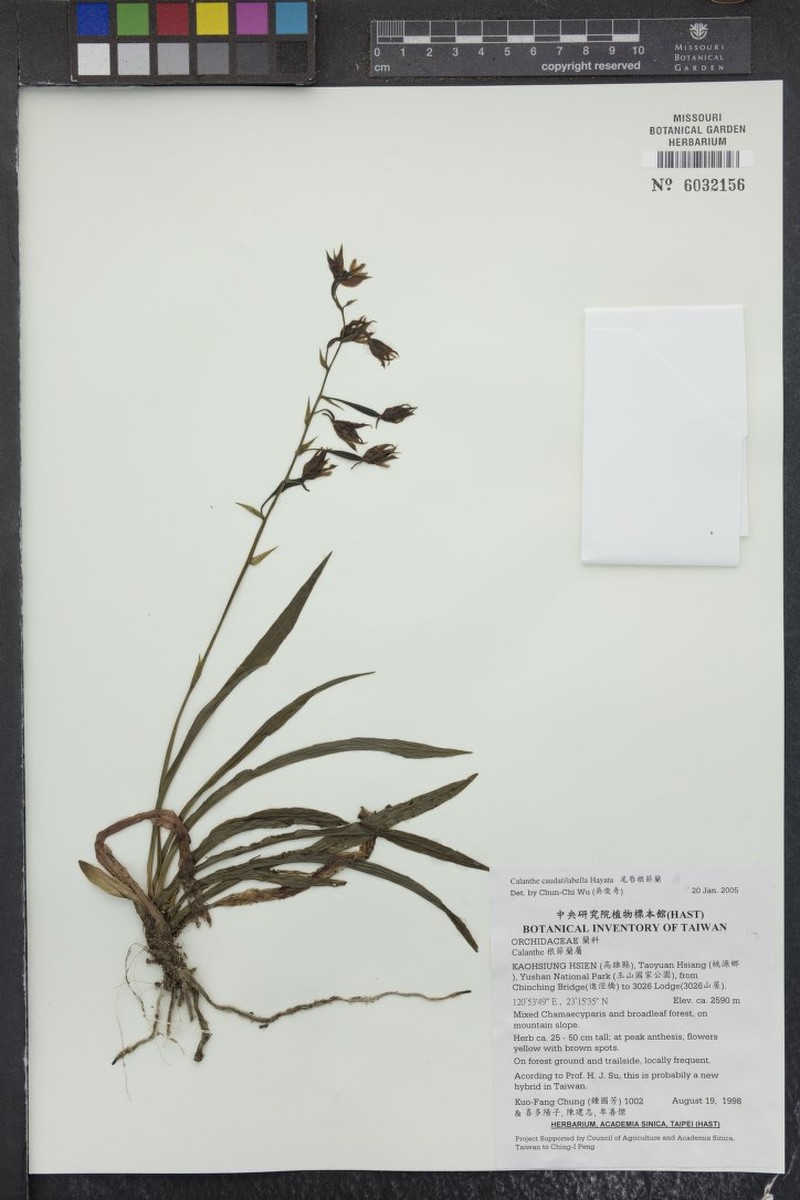 Calanthe arcuata subsp. caudatilabella photo 5