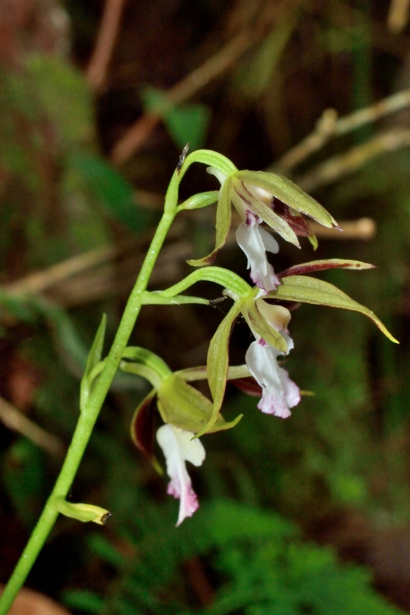 Calanthe arcuata subsp. caudatilabella
