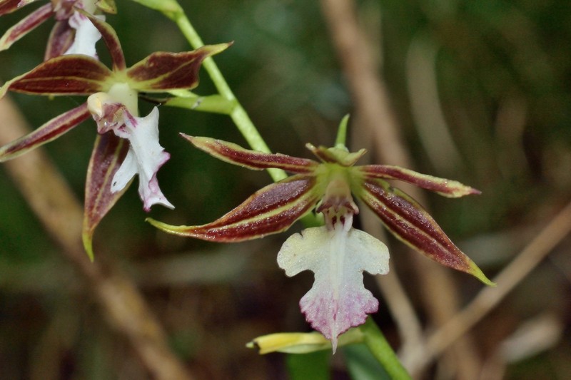 Calanthe arcuata subsp. caudatilabella photo 6