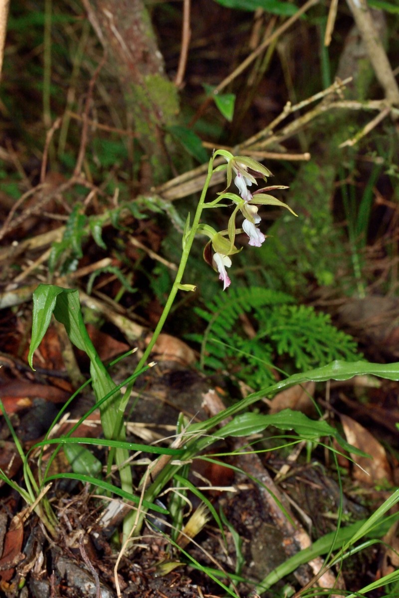 Calanthe arcuata subsp. caudatilabella photo 7