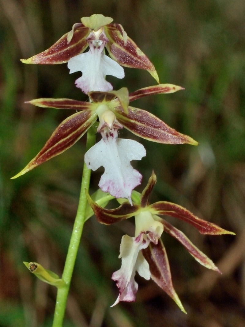 Calanthe arcuata subsp. caudatilabella photo 8