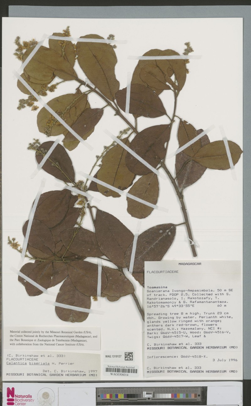 Calantica biseriata