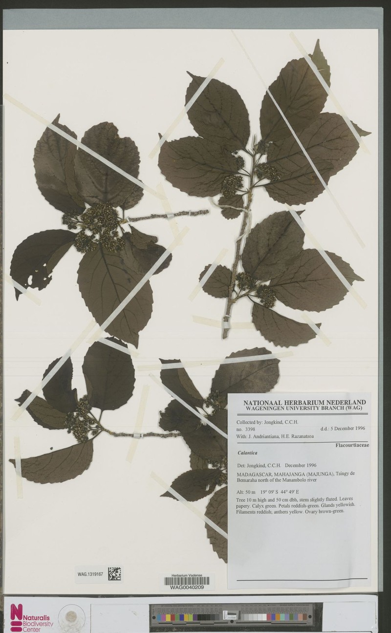 Calantica biseriata photo 2
